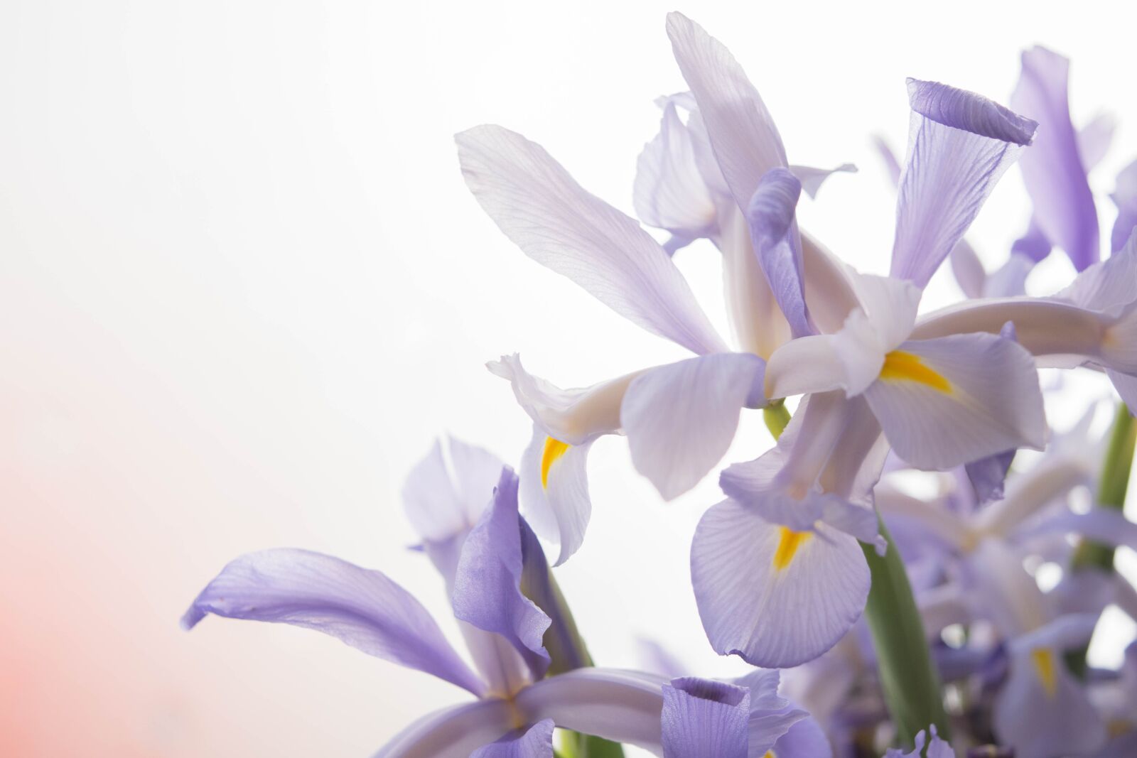 Nikon D5300 sample photo. Lily, flower, nature photography