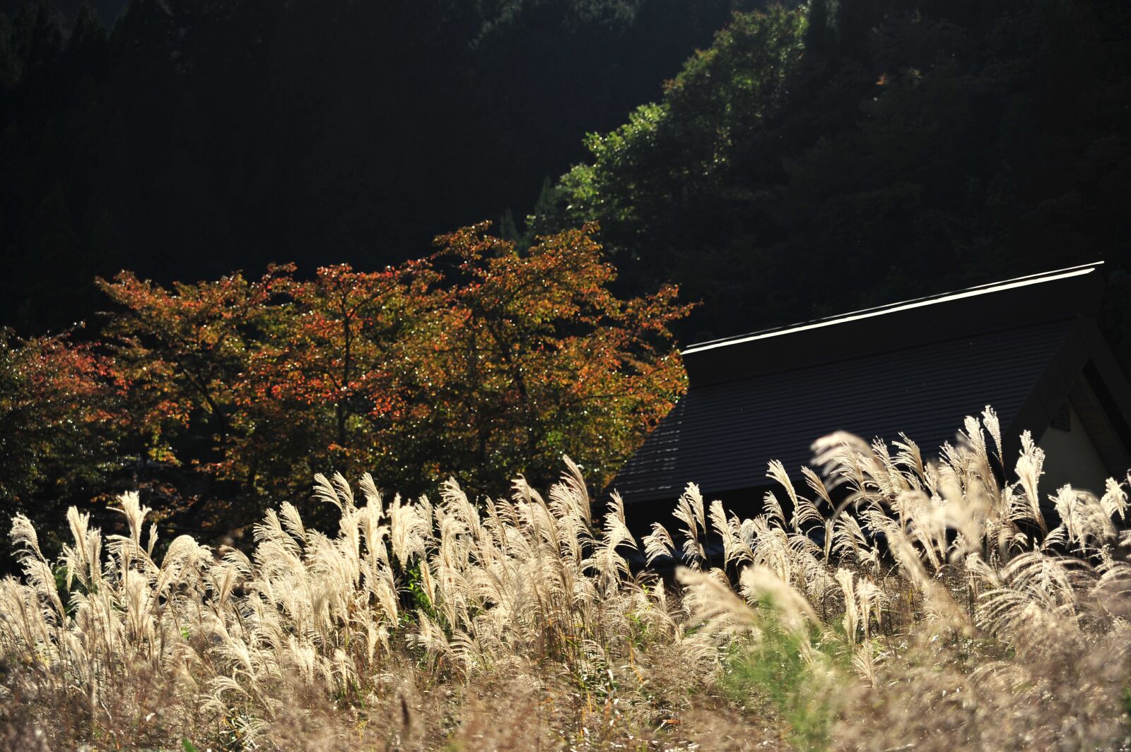 Nikon D700 sample photo. Autumn, japanese silver grass photography