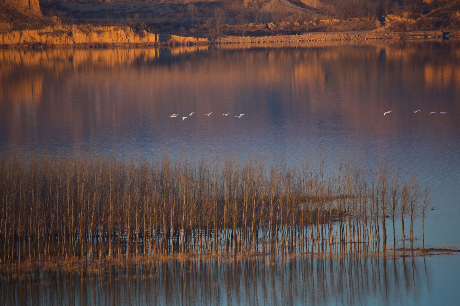 Canon EF 100-400mm F4.5-5.6L IS USM sample photo. Swan, twilight, yellow river photography