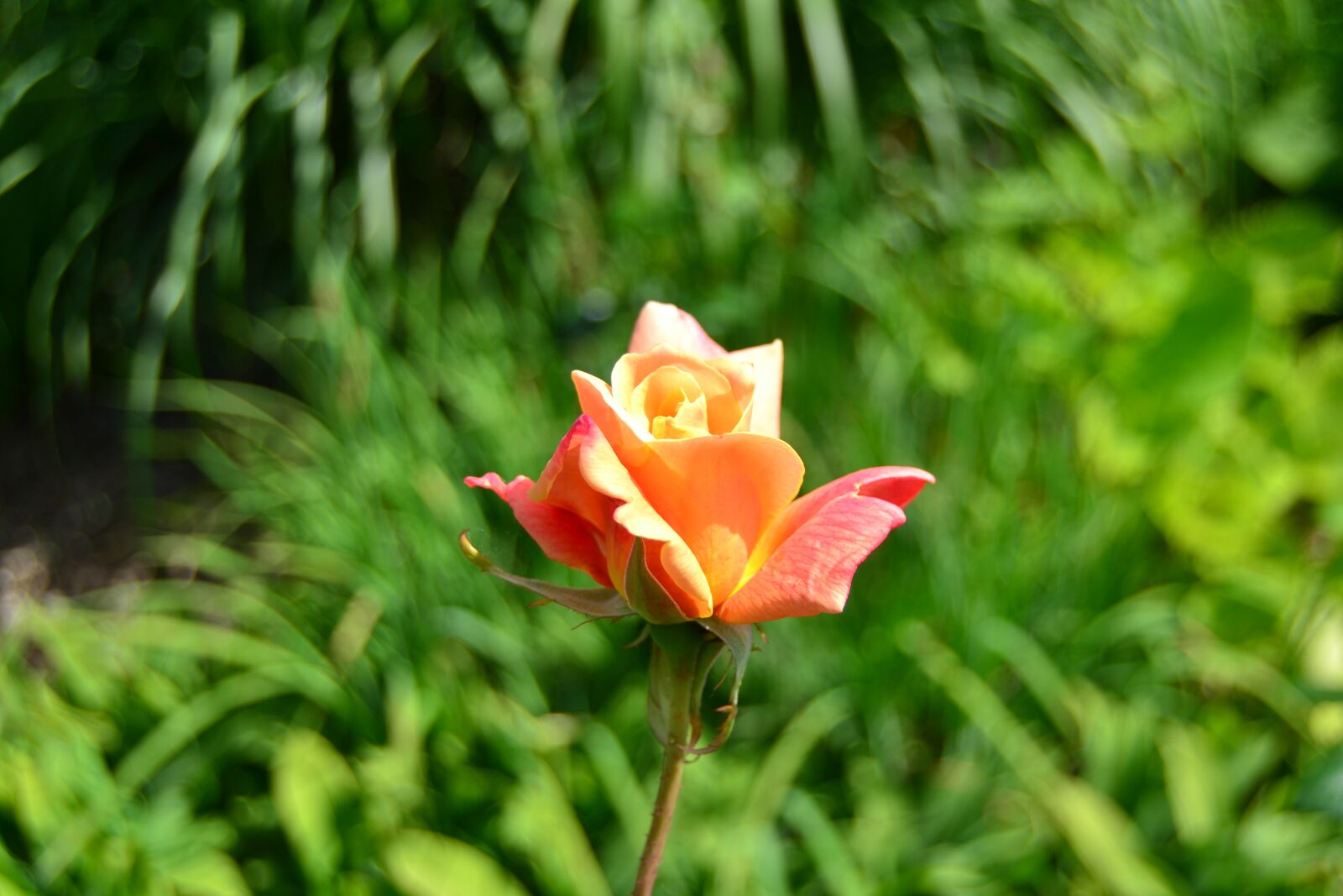 Nikon D3100 sample photo. Rose, flower, blossom photography