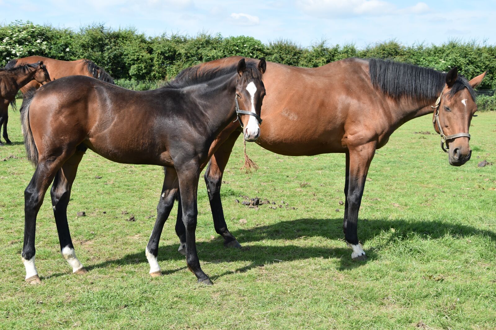 Nikon D5500 sample photo. Hayfield, horse, mammal photography