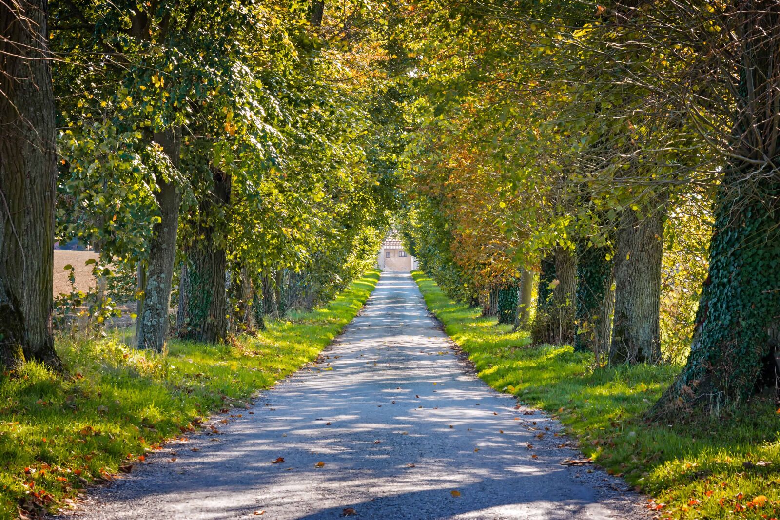 Nikon D3300 sample photo. Tree, road, nature, landscape photography