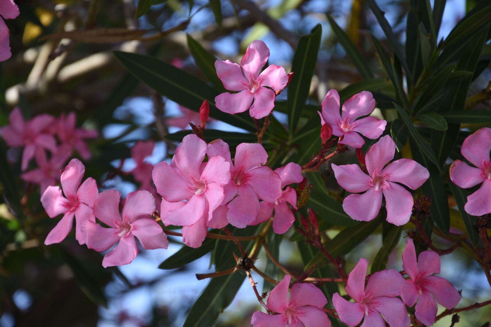 Nikon D7200 sample photo. Madeira, flower island, nature photography