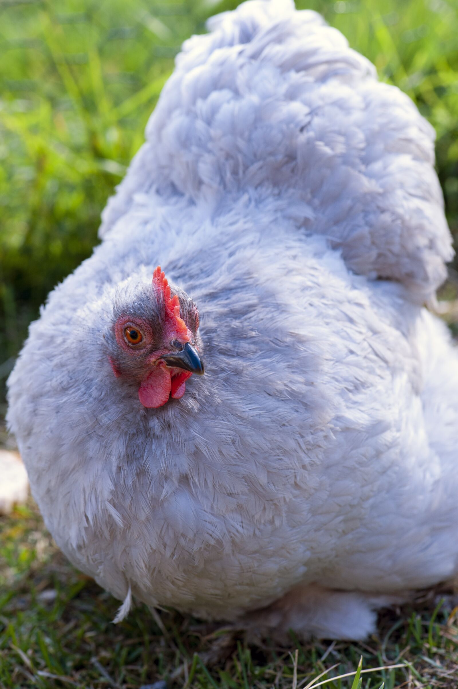 Nikon D700 sample photo. Hen, chicken, feather photography