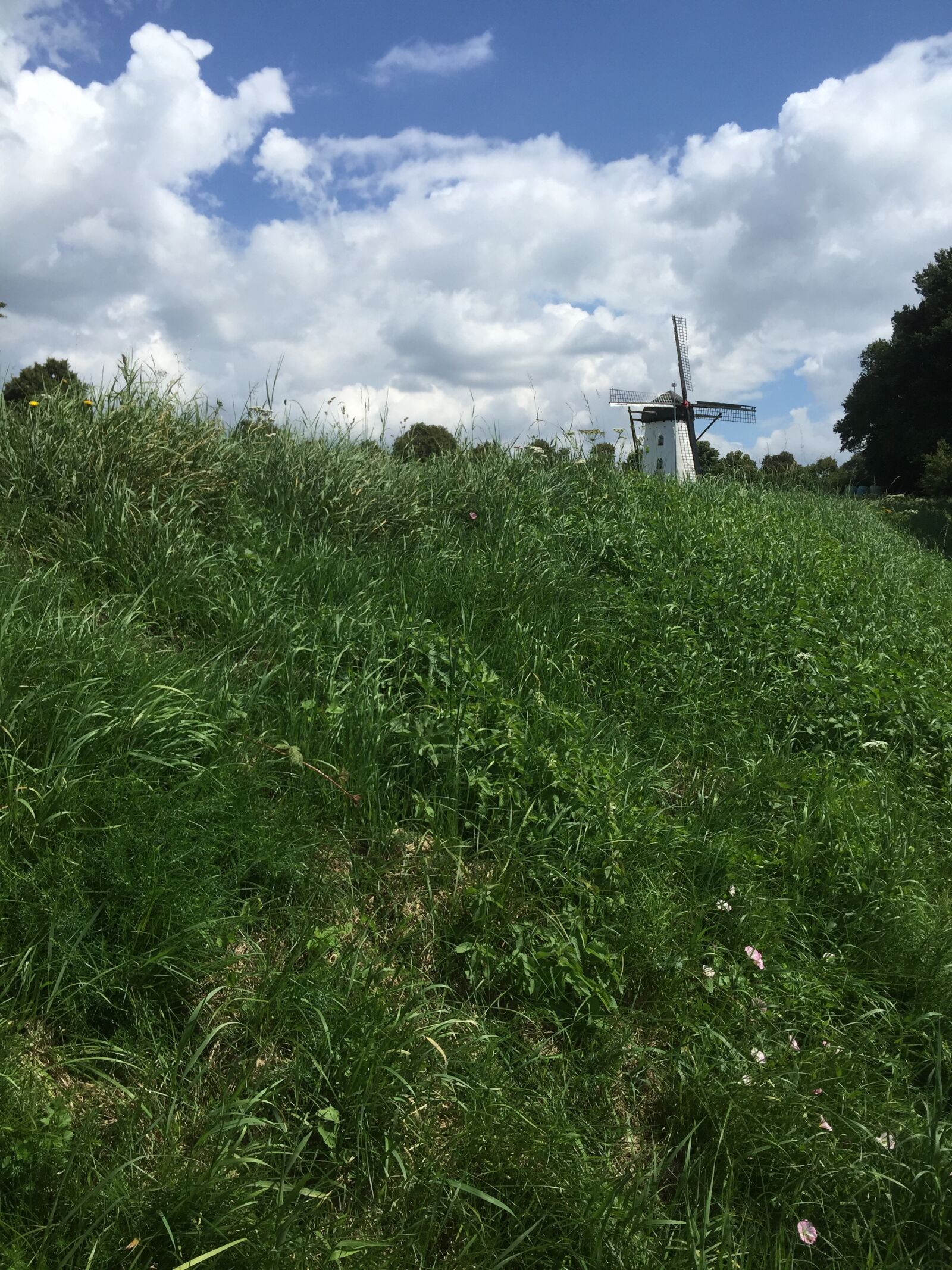 iPhone 6 Plus back camera 4.15mm f/2.2 sample photo. Windmill, netherlands, 2016 photography