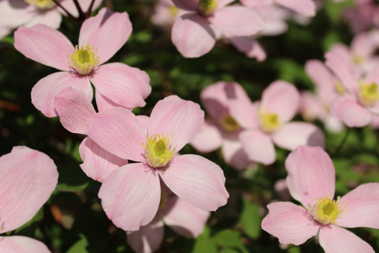 Canon EOS 1300D (EOS Rebel T6 / EOS Kiss X80) sample photo. Flower, pink, flowers photography