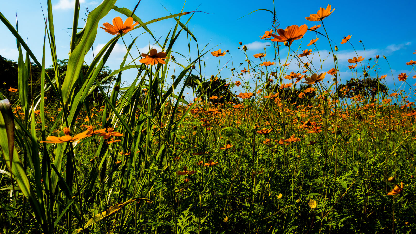 Sony Cyber-shot DSC-RX100 IV sample photo. Blue, sky, clouds, countryside photography
