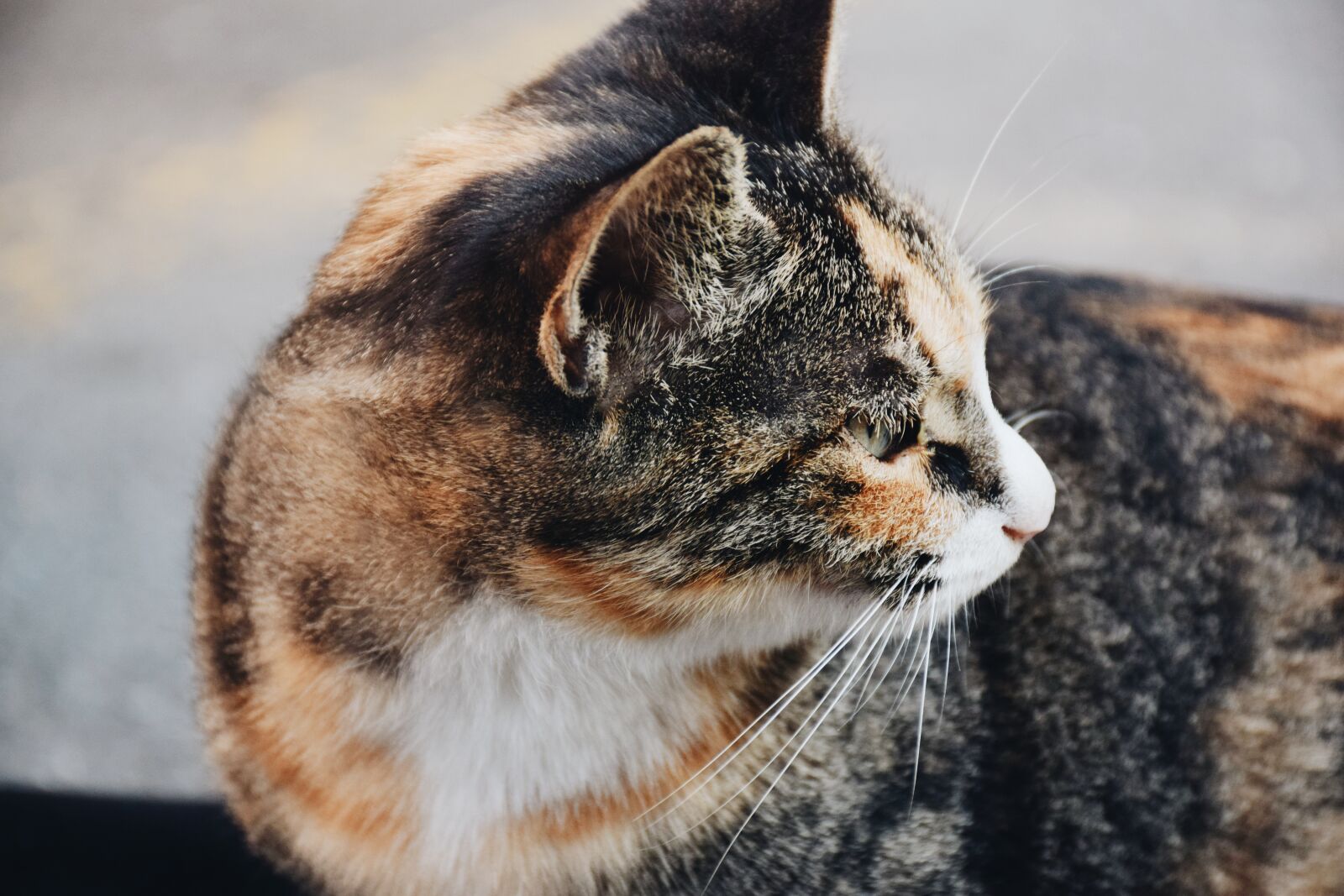 Nikon D3300 sample photo. Campus, cat, side of photography