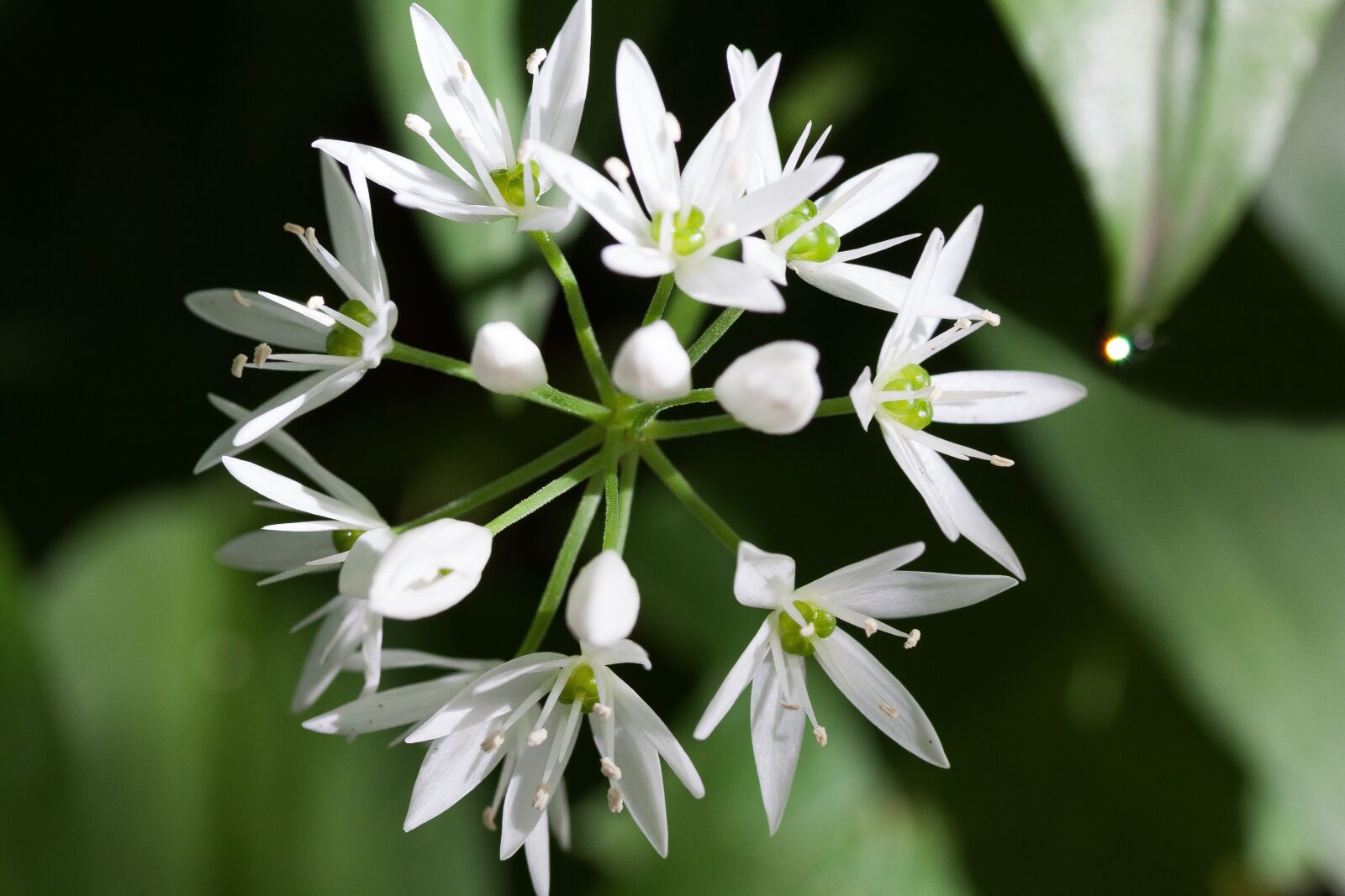 Canon EOS 50D sample photo. Bear's garlic, allium ursinum photography
