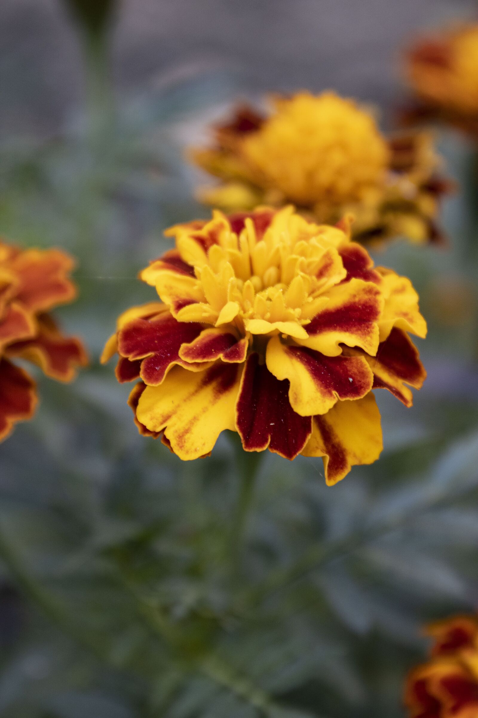 Canon EF-S 18-55mm F3.5-5.6 III sample photo. Flowers, marigolds, plant photography
