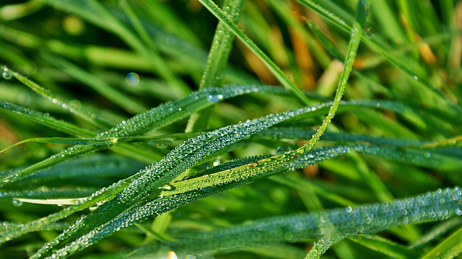 Sony Alpha DSLR-A350 sample photo. Grasses, dew, drops photography