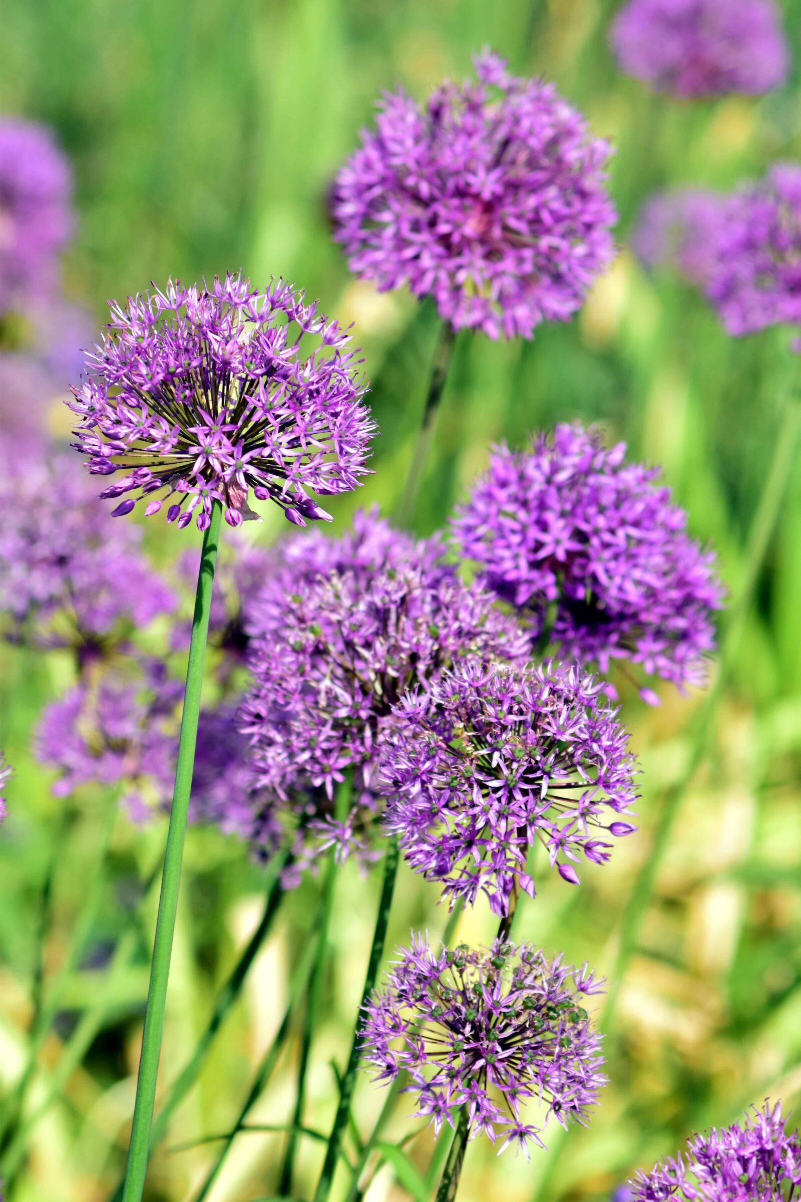 Nikon D3300 sample photo. Summer, flora, field, garden photography