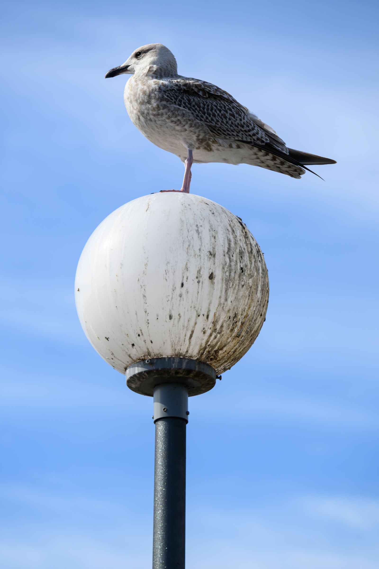 Nikon Z8 sample photo. Seagull patrol photography