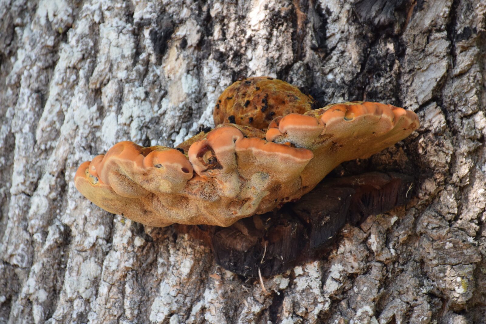 Nikon D3300 sample photo. Mushroom, pilz, spunk photography