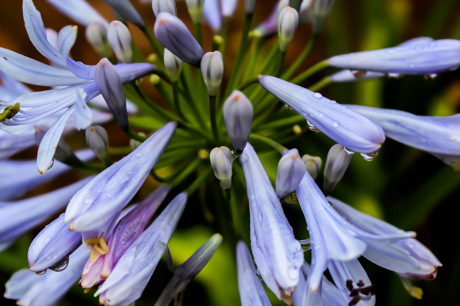 Canon EOS 600D (Rebel EOS T3i / EOS Kiss X5) sample photo. Flower, nature, plant photography