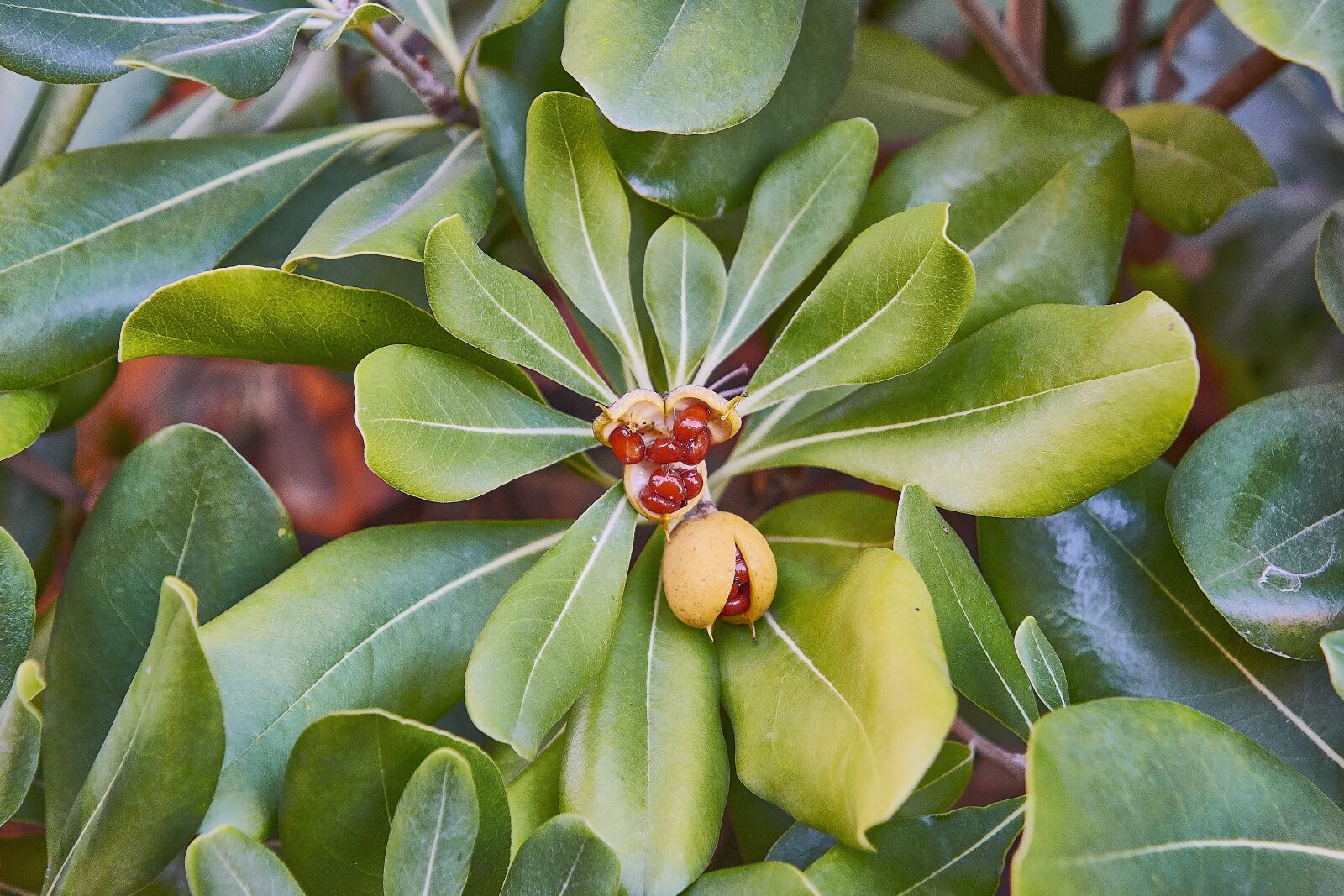 Nikon D7200 sample photo. Leaves, fruits, green photography