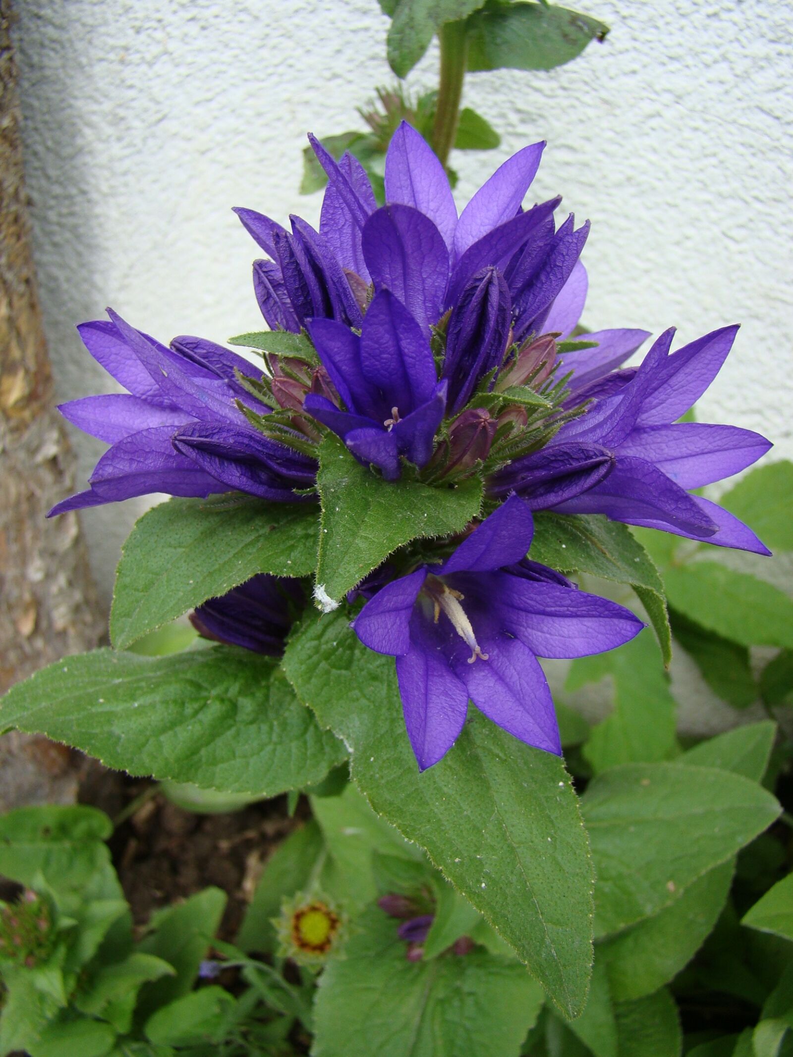 Sony Cyber-shot DSC-H50 sample photo. The skein-bell flower, bellflower photography
