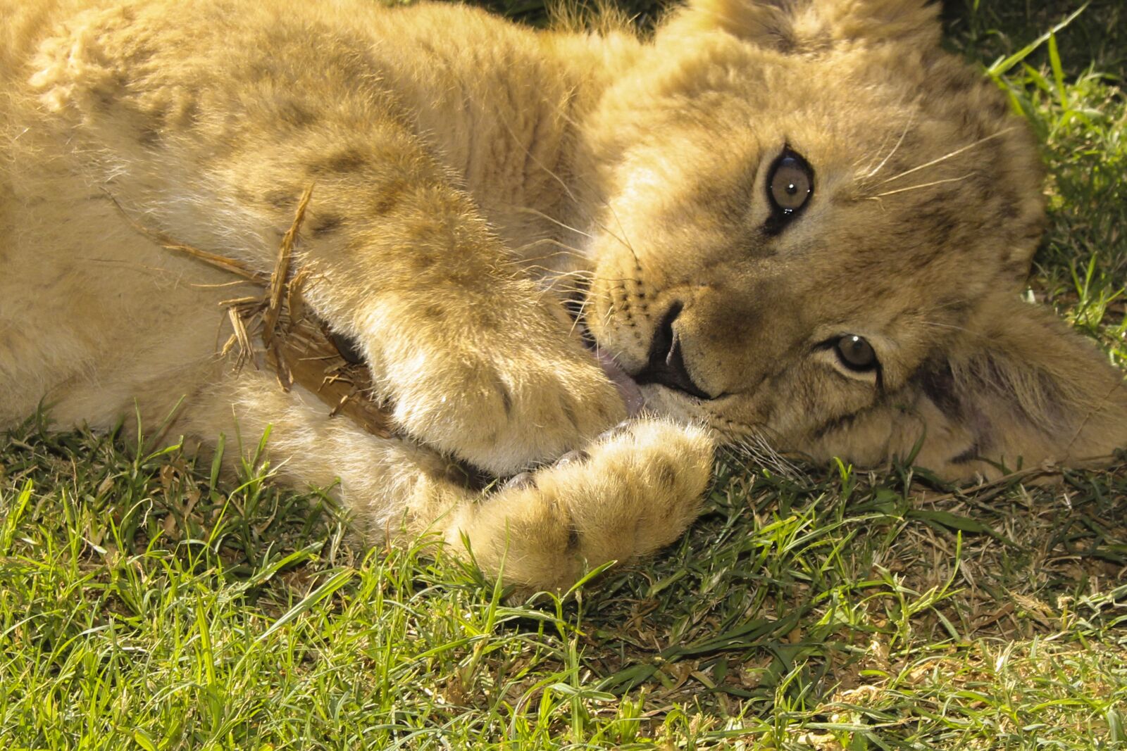 Canon EOS 700D (EOS Rebel T5i / EOS Kiss X7i) sample photo. Lion, puppy, birth photography