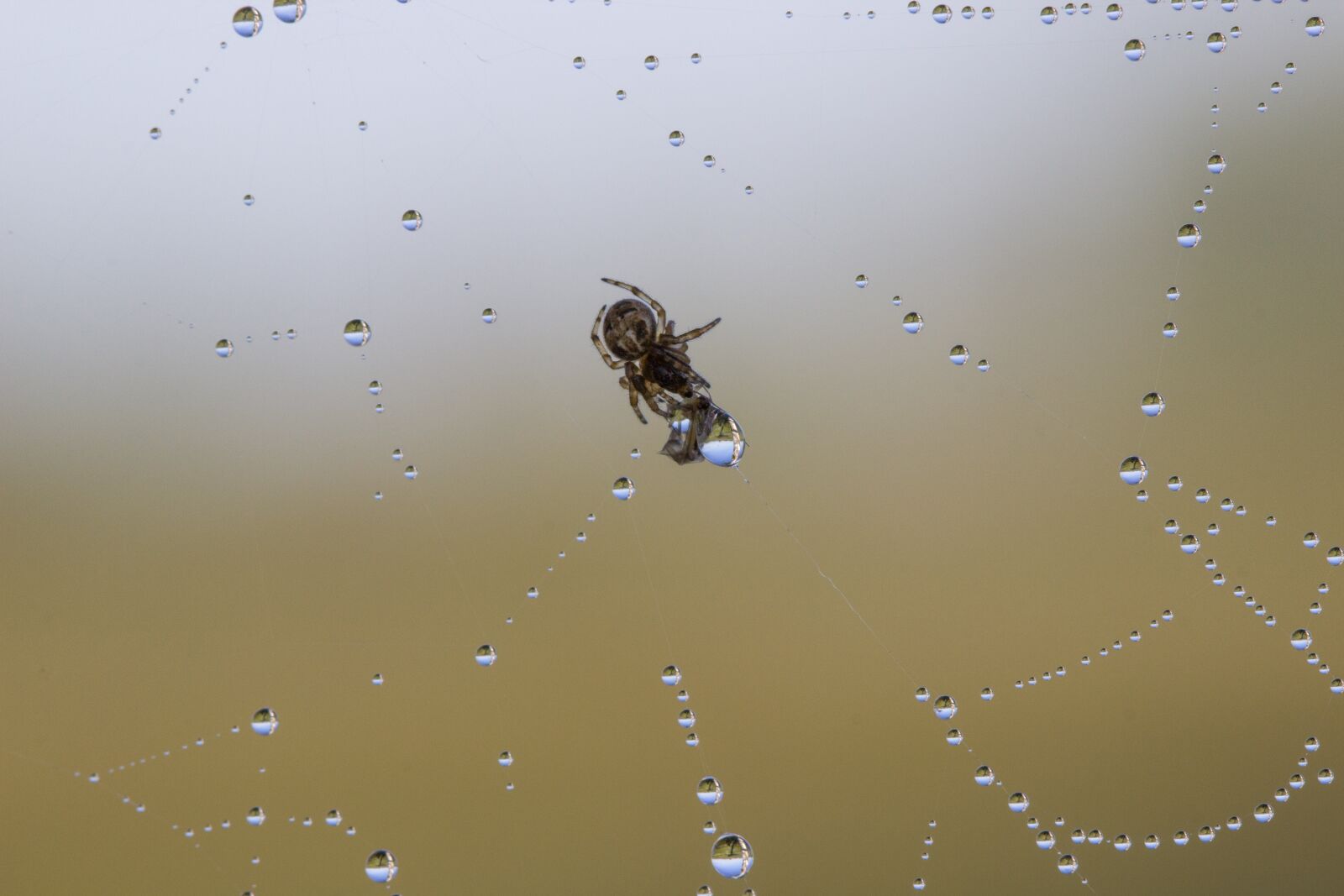 Canon EF 100mm F2.8L Macro IS USM sample photo. Spin threads, araneus, drop photography