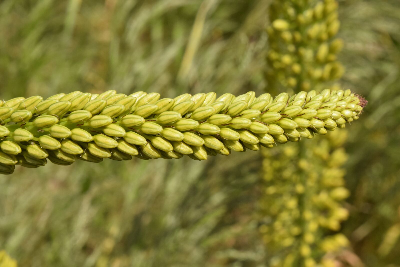 Nikon D3300 sample photo. Eremurus, steppe candles, desert photography