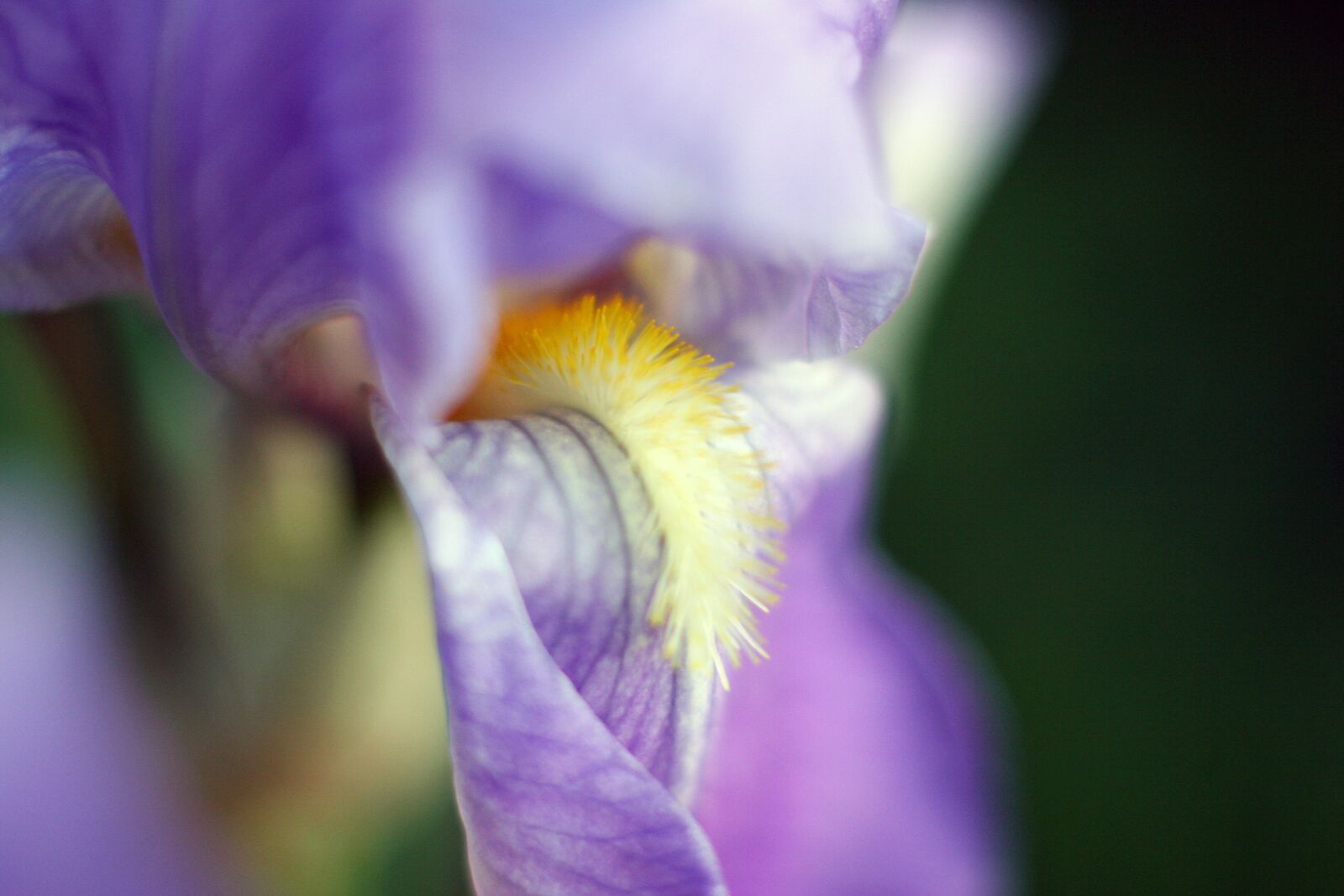 Canon EOS 20D sample photo. Flower, nature, plant photography