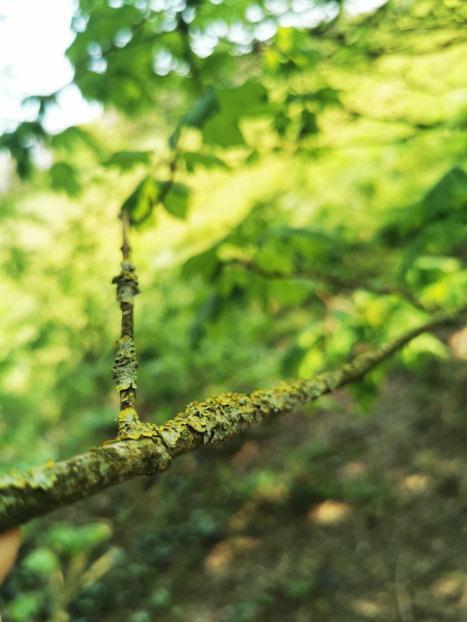 HUAWEI P30 Pro sample photo. Strange, woods, closeup photography