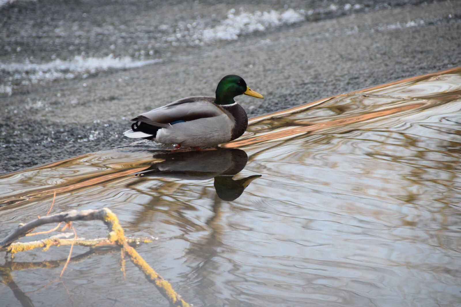 Nikon D5300 sample photo. Duck, water, river photography