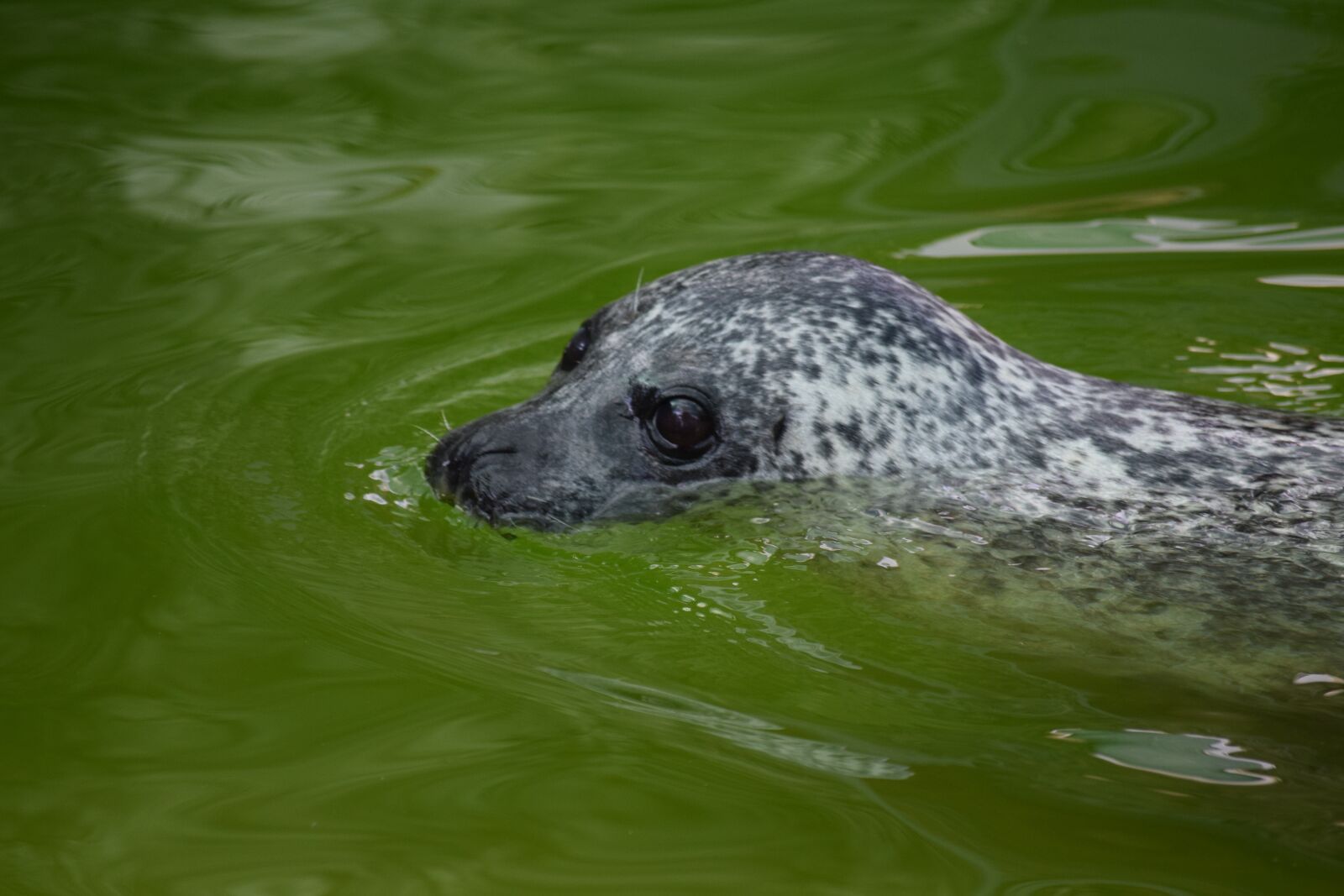 Nikon D3300 sample photo. Seal, mammal, animal photography