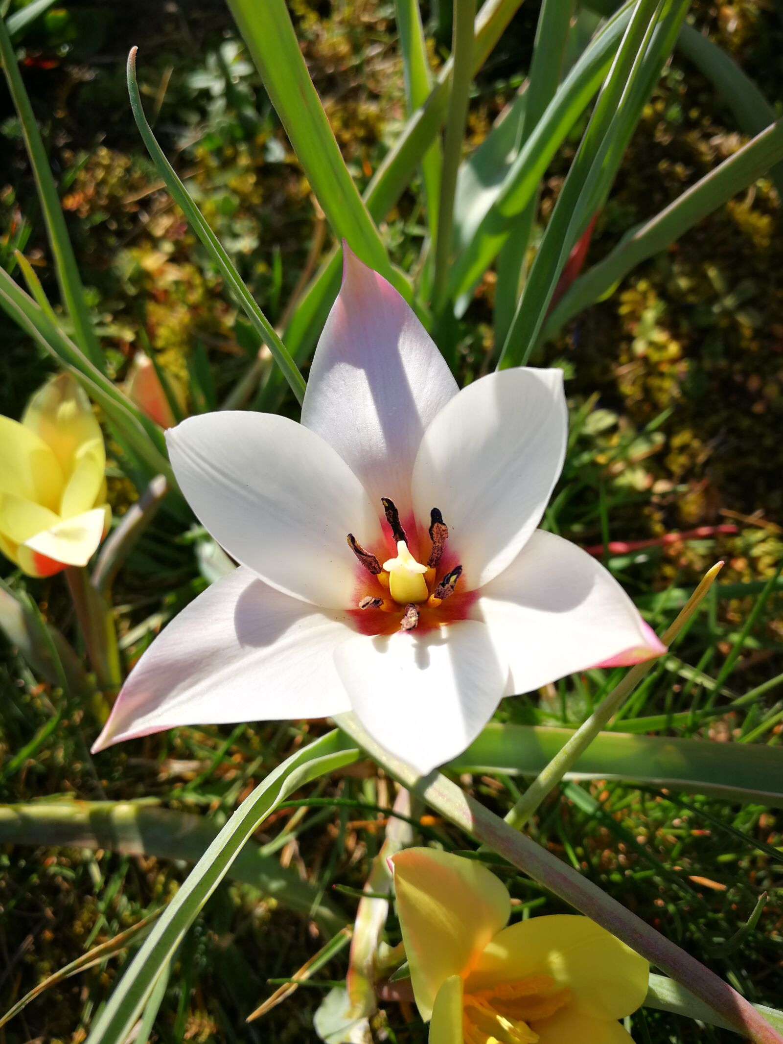 HUAWEI P10 sample photo. Ludwigslust-parchim, flower, castle photography