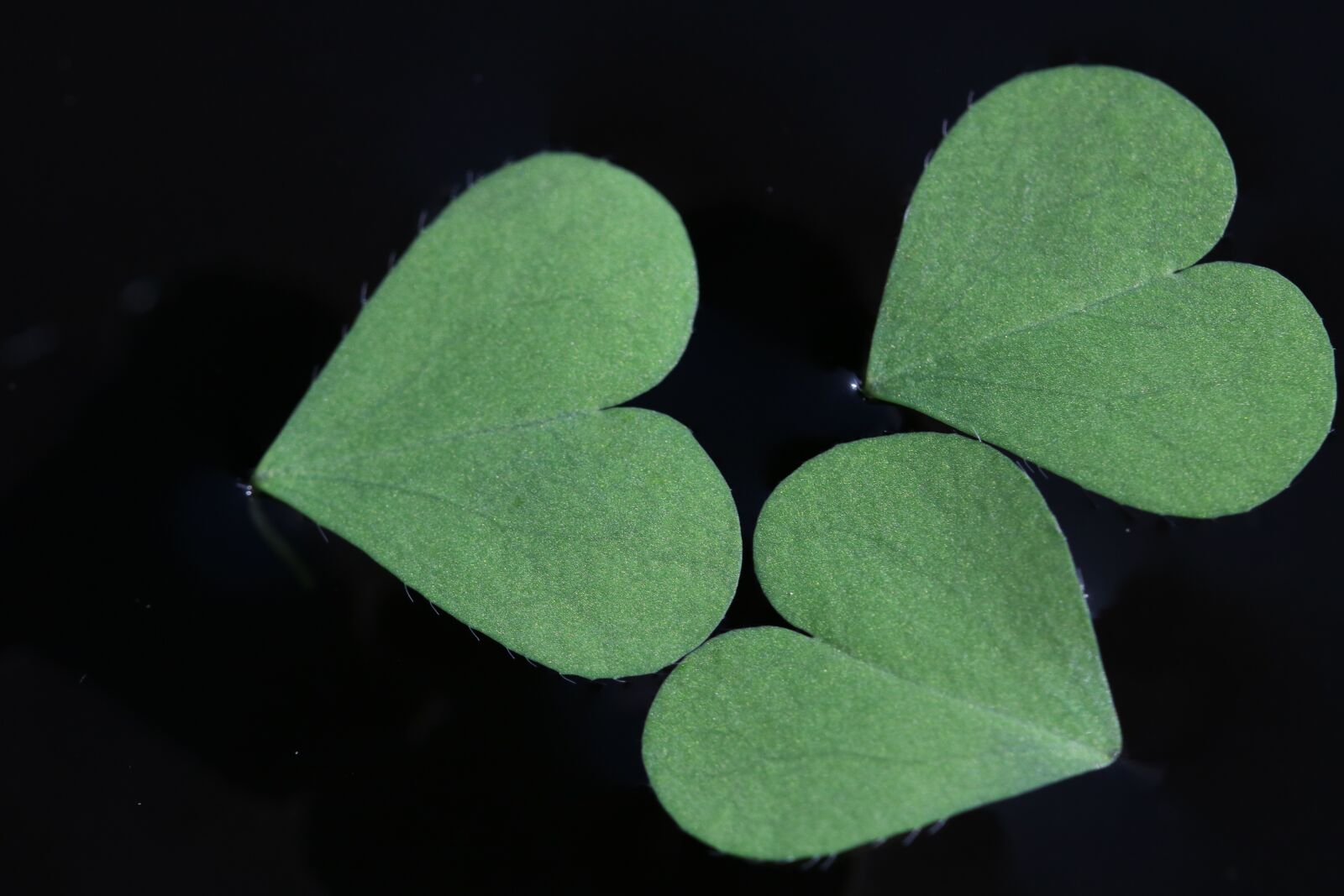 Canon EOS 750D (EOS Rebel T6i / EOS Kiss X8i) sample photo. Clover, green, nature photography