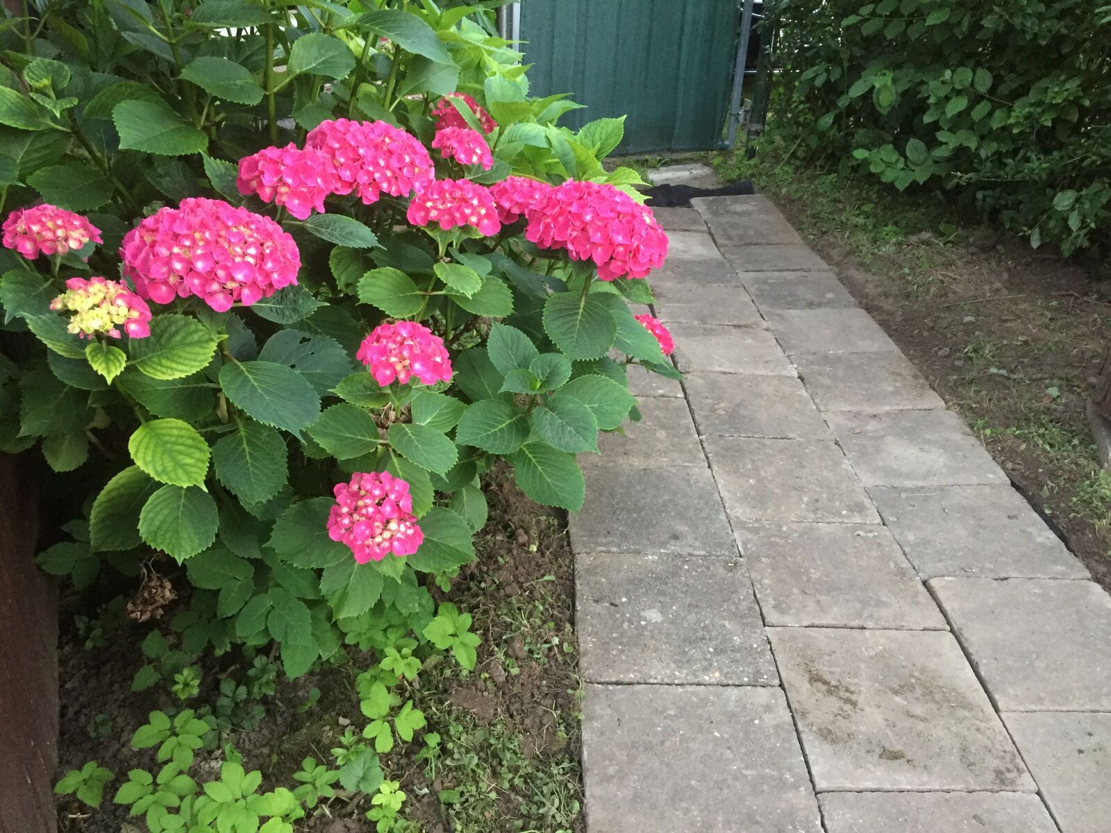 Apple iPhone 6 sample photo. Flowers photography