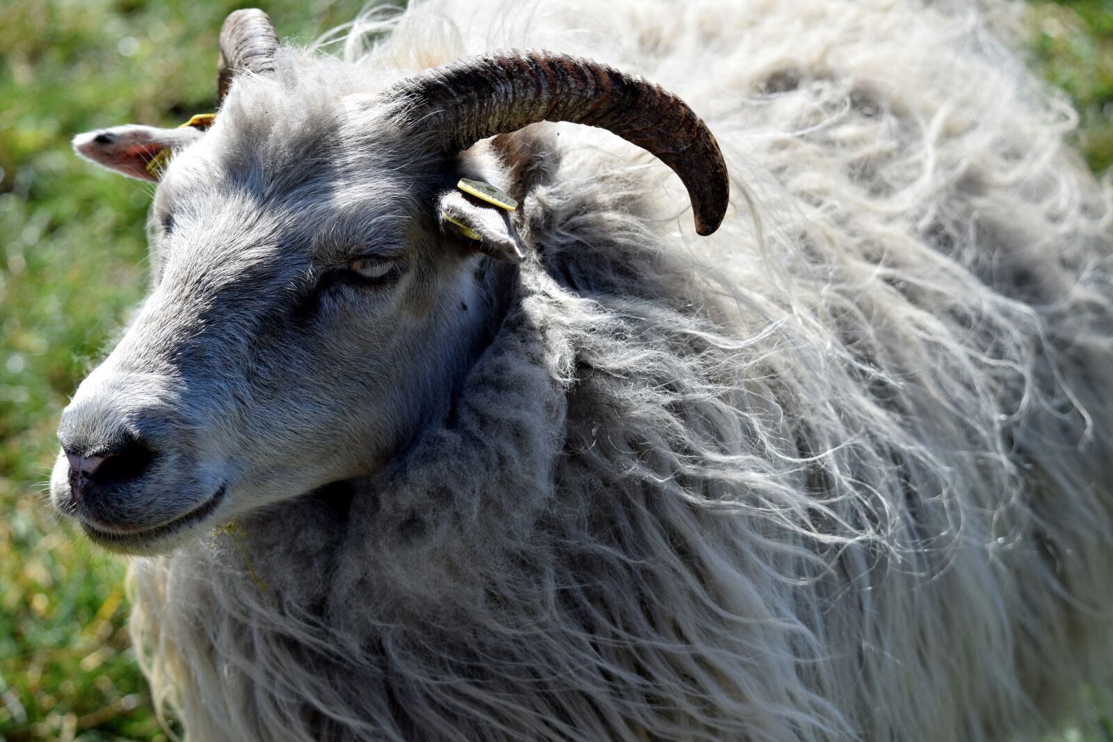Nikon D5300 sample photo. Sheep, bock, horns photography