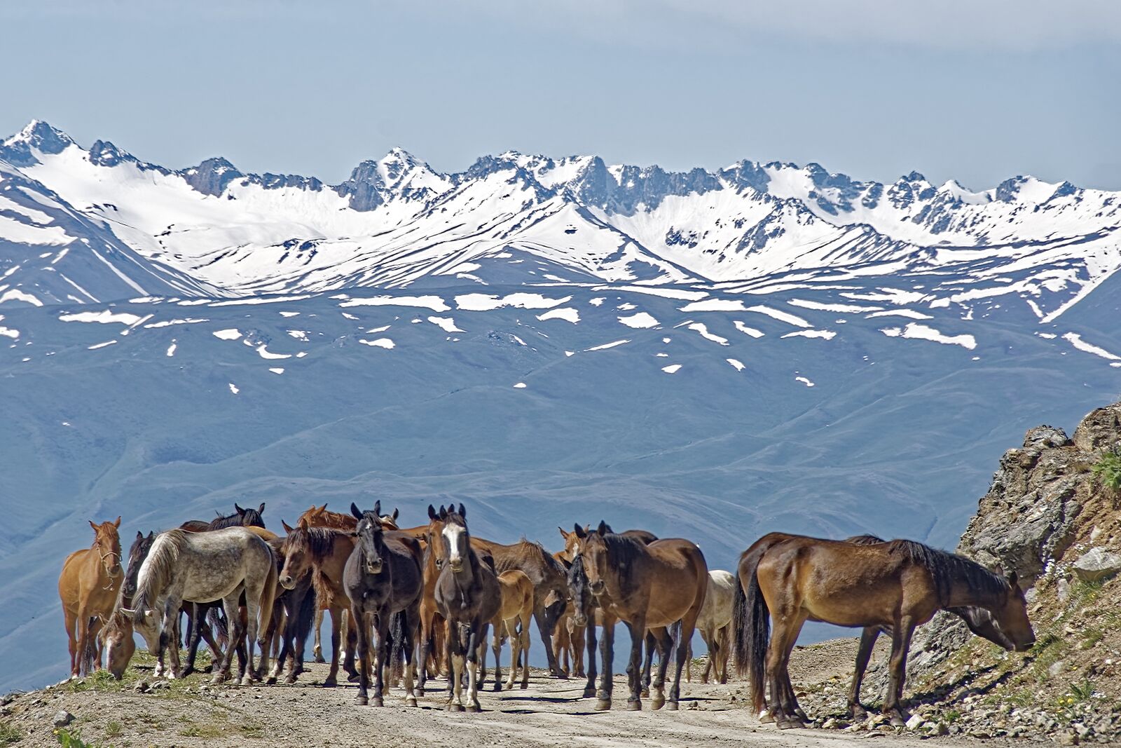 Nikon D500 sample photo. Kyrgyzstan, horses, mountains photography