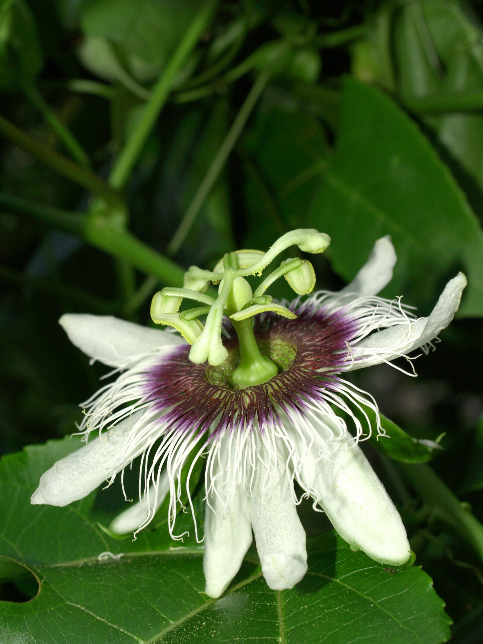Olympus E-300 (EVOLT E-300) sample photo. Passion, flower, fruit photography