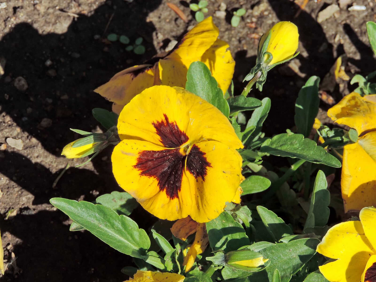Nikon Coolpix P520 sample photo. Ground, petunia, shadow, leaf photography