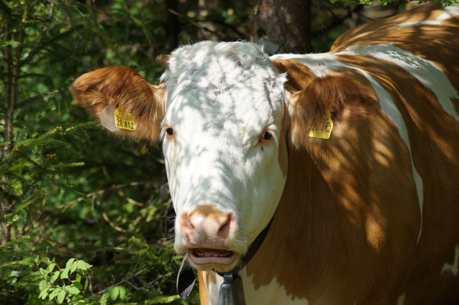Sony SLT-A58 sample photo. Cow, brown swiss, beef photography