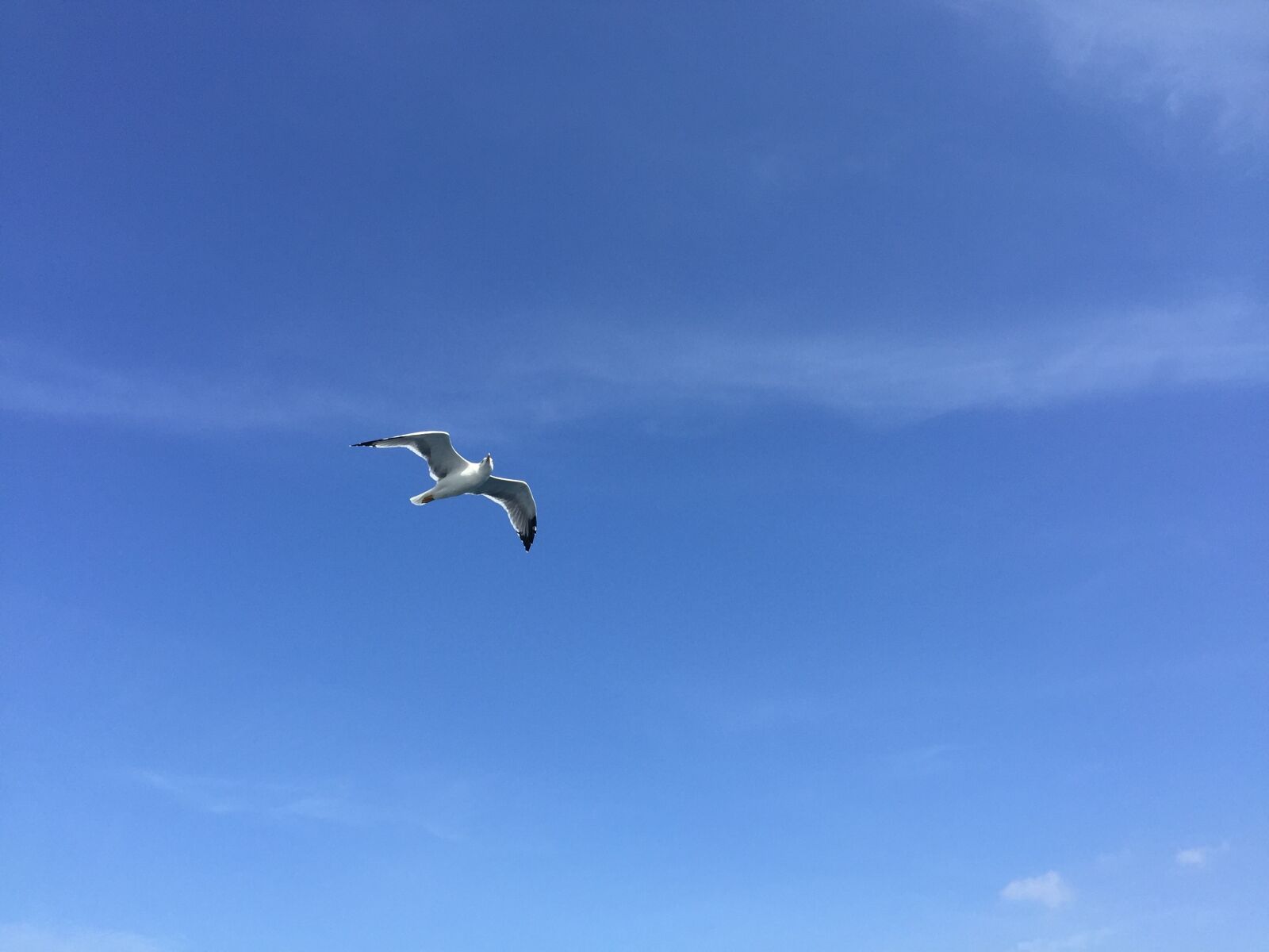 iPhone 6 Plus back camera 4.15mm f/2.2 sample photo. Seagull, blue sky, air photography