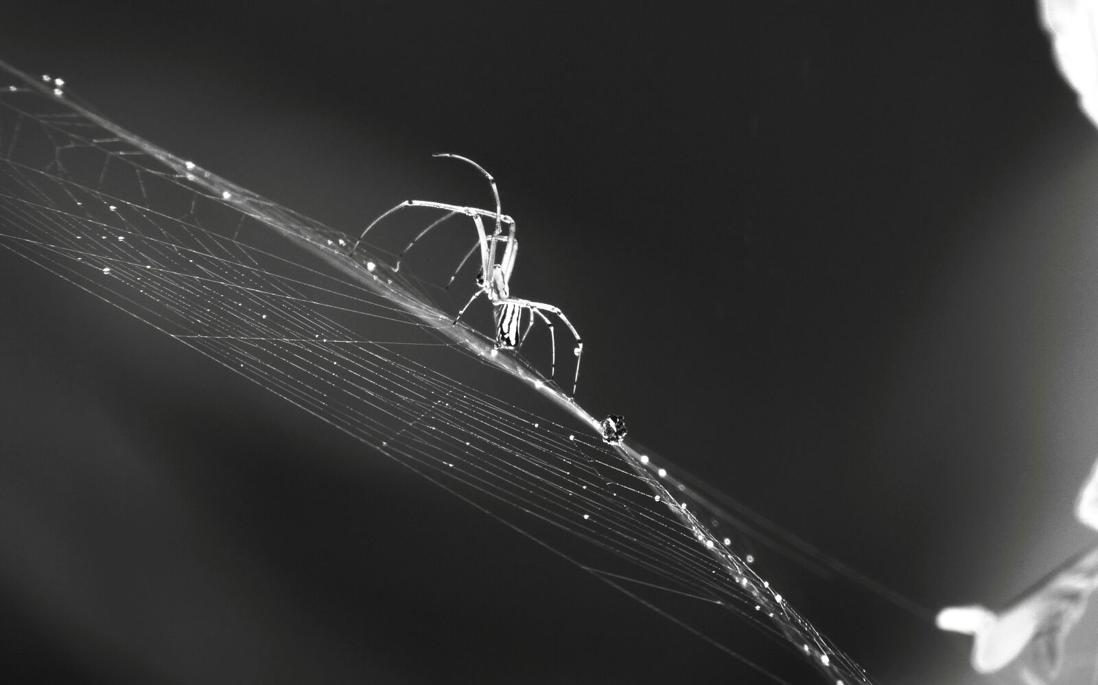 Nikon Coolpix B700 sample photo. Black and white, macro photography