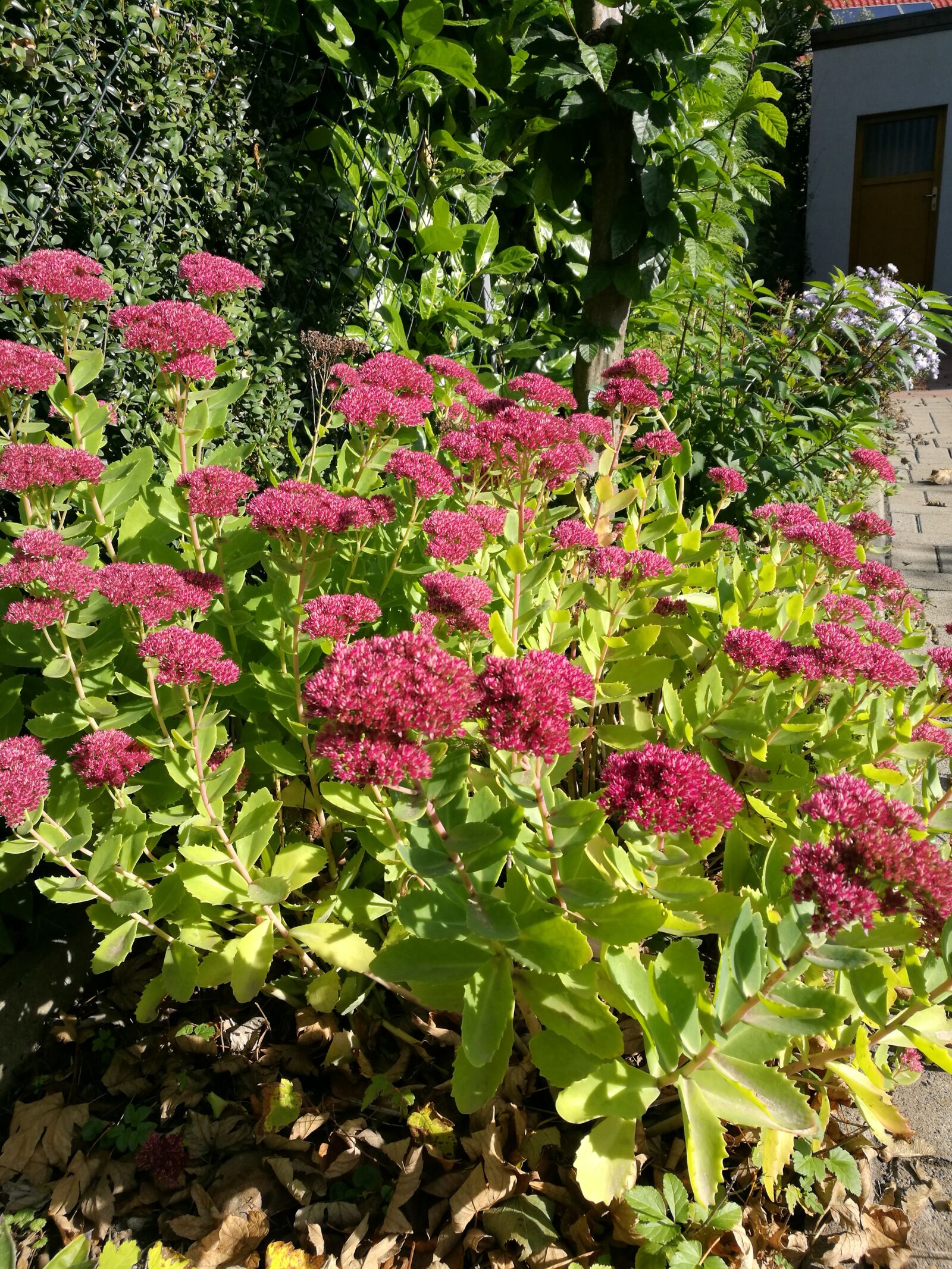 HUAWEI P9 sample photo. Time conversion, garden, autumn photography