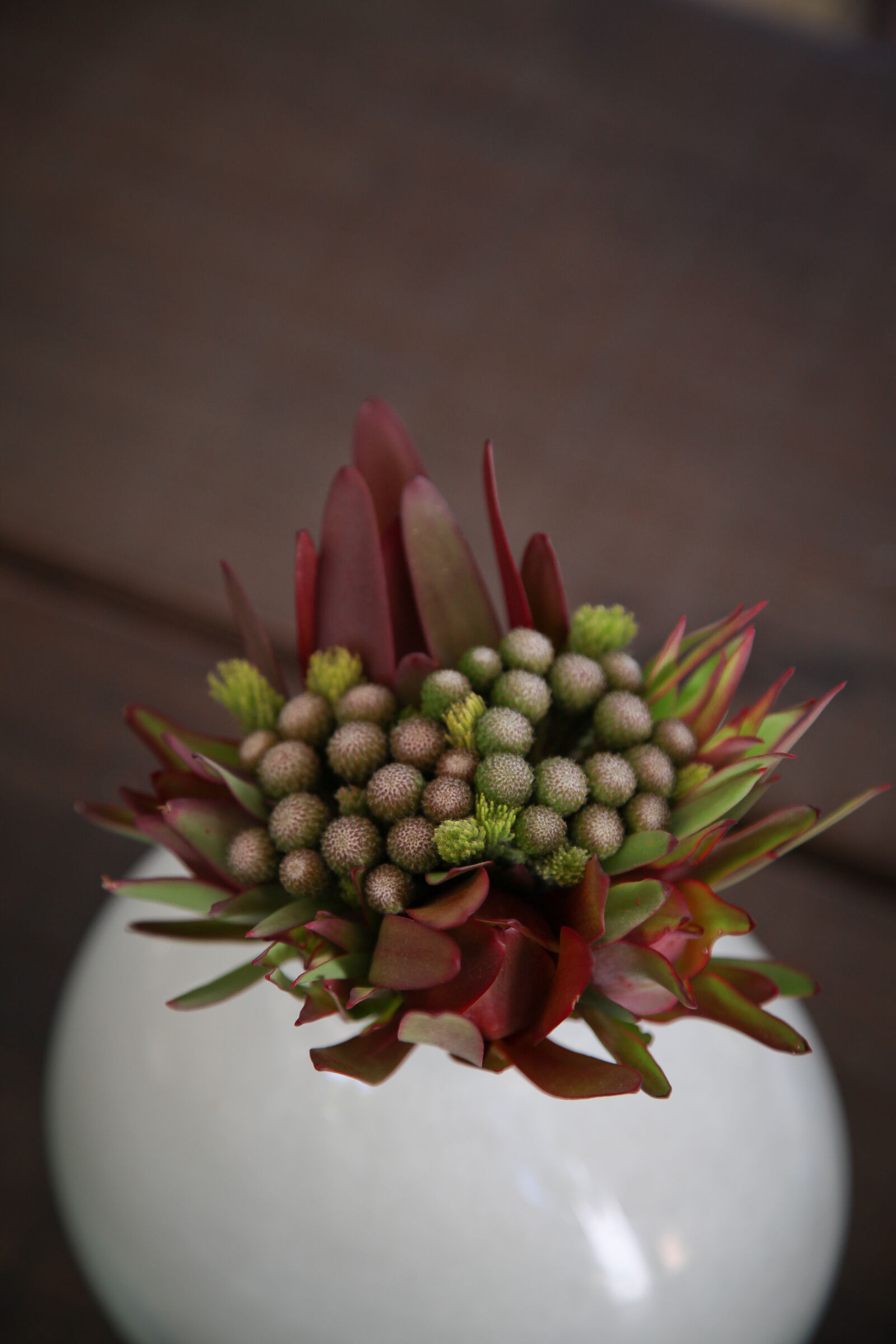 Canon EOS 5D Mark II sample photo. Colour, flowers, function, fynbos photography