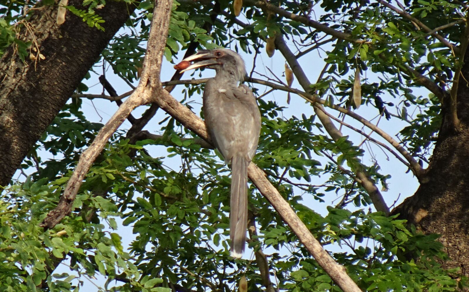 Sony DSC-WX800 sample photo. Bird, hornbill, indian photography