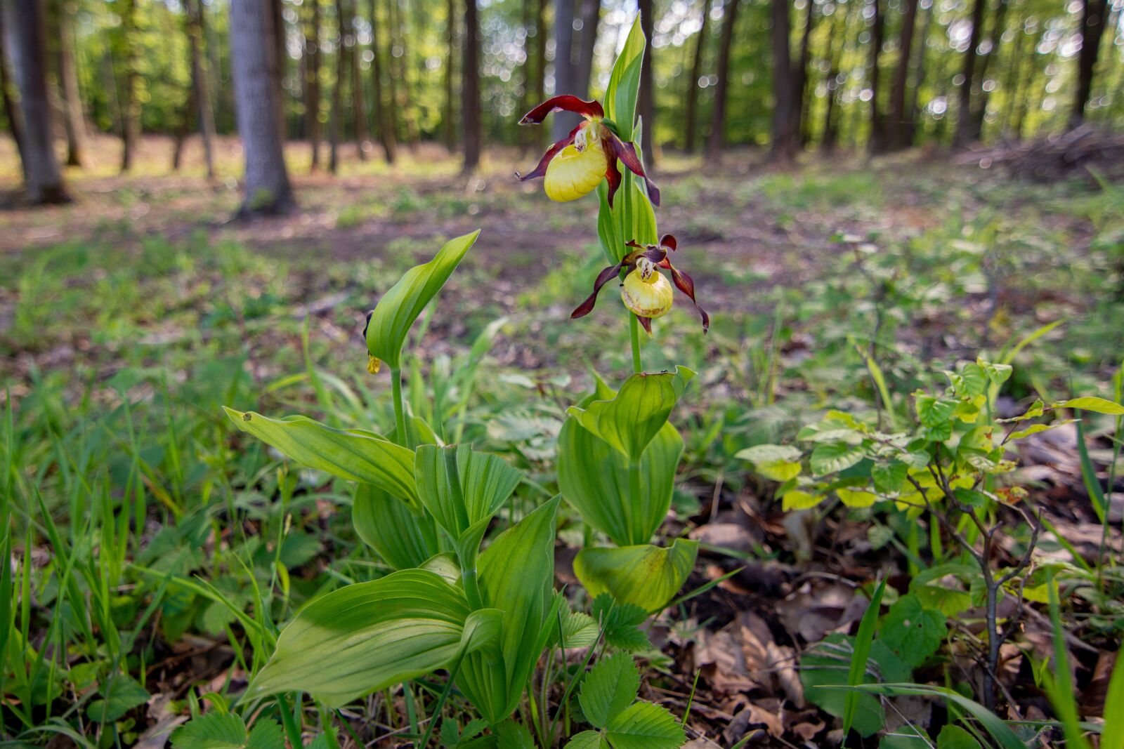 Nikon D7200 sample photo. Lady's slipper, flower, macro photography