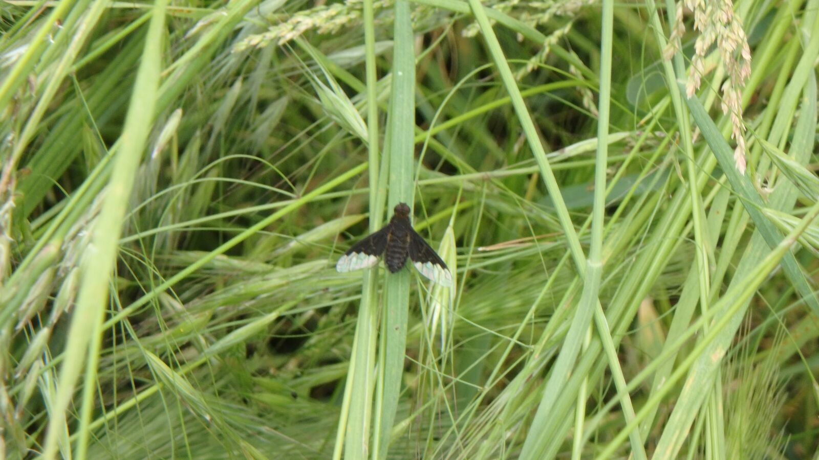 Olympus TG-860 sample photo. Butterfly, hymenoptera, grass photography