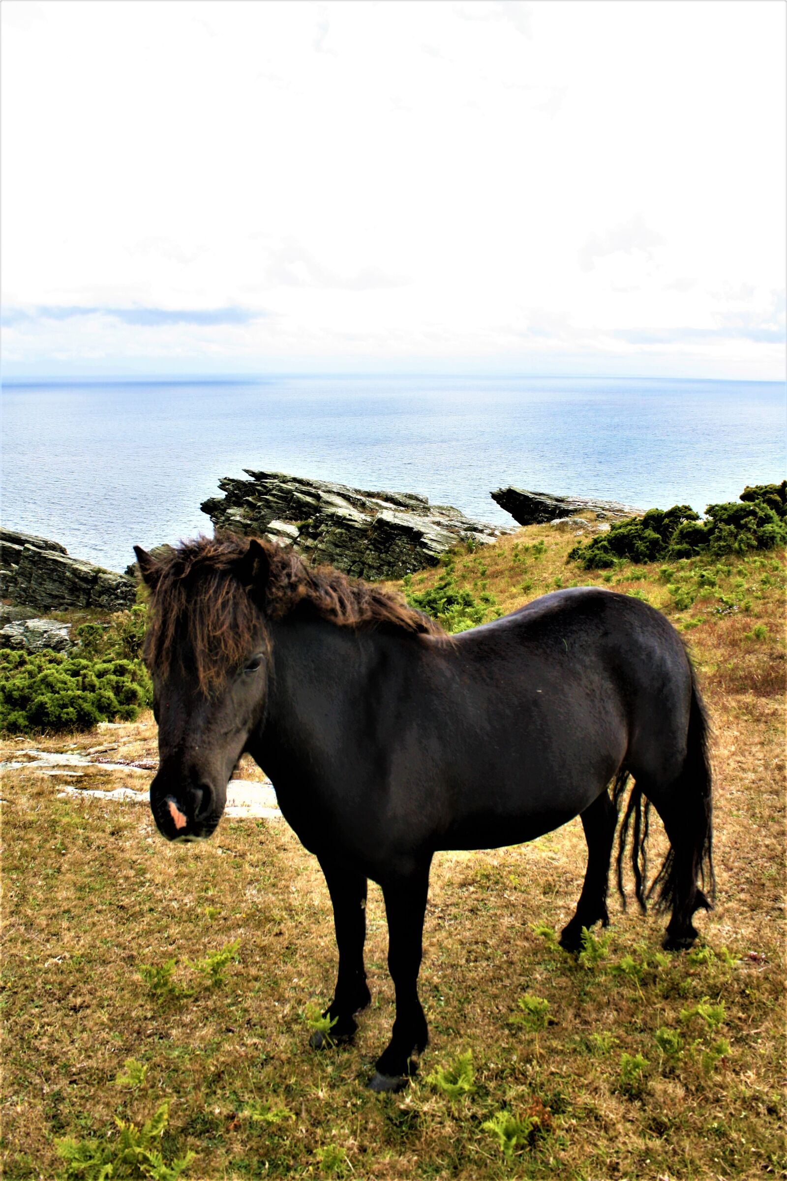 Canon EOS 1000D (EOS Digital Rebel XS / EOS Kiss F) sample photo. Horse, pony, dartmoorpony photography