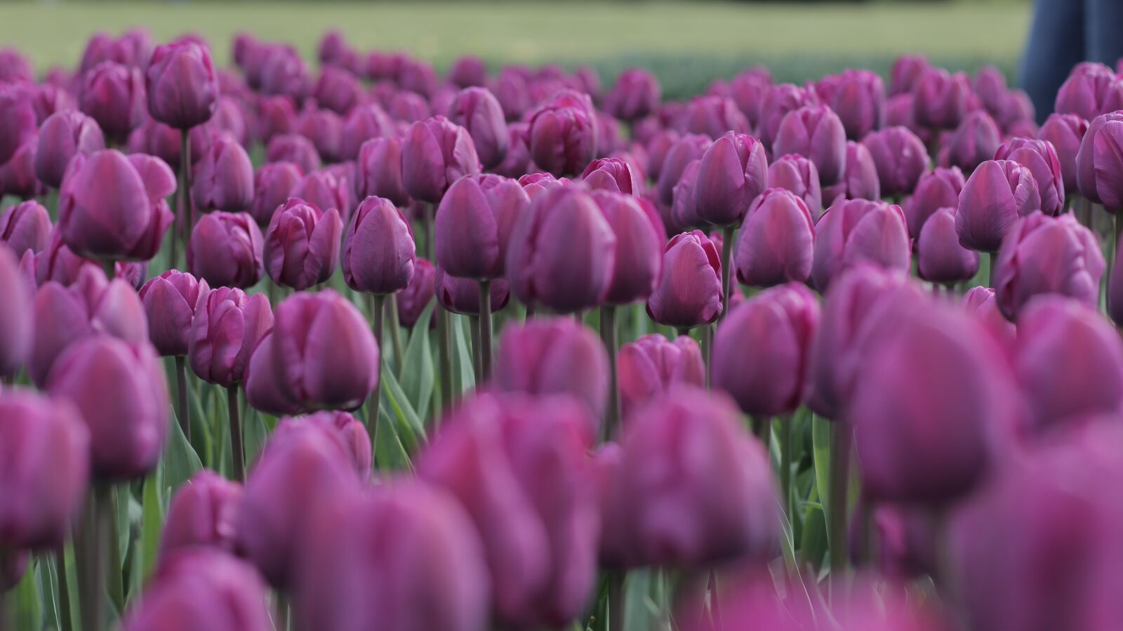 Canon EOS 700D (EOS Rebel T5i / EOS Kiss X7i) sample photo. Tulips, purple, field photography