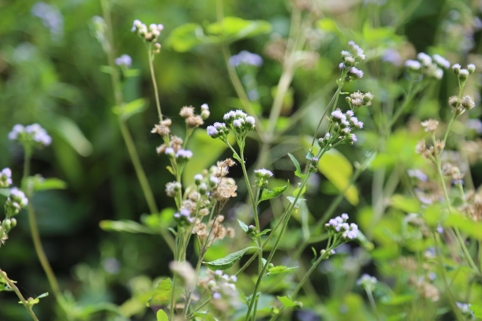 Canon EF 24-105mm F4L IS USM sample photo. The wild, nature, plant photography