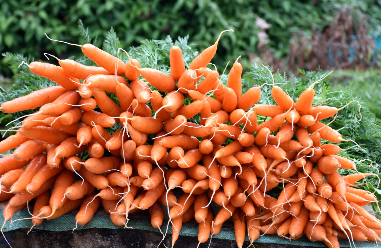 Nikon D5500 sample photo. Vegetable, fresh, carrot photography