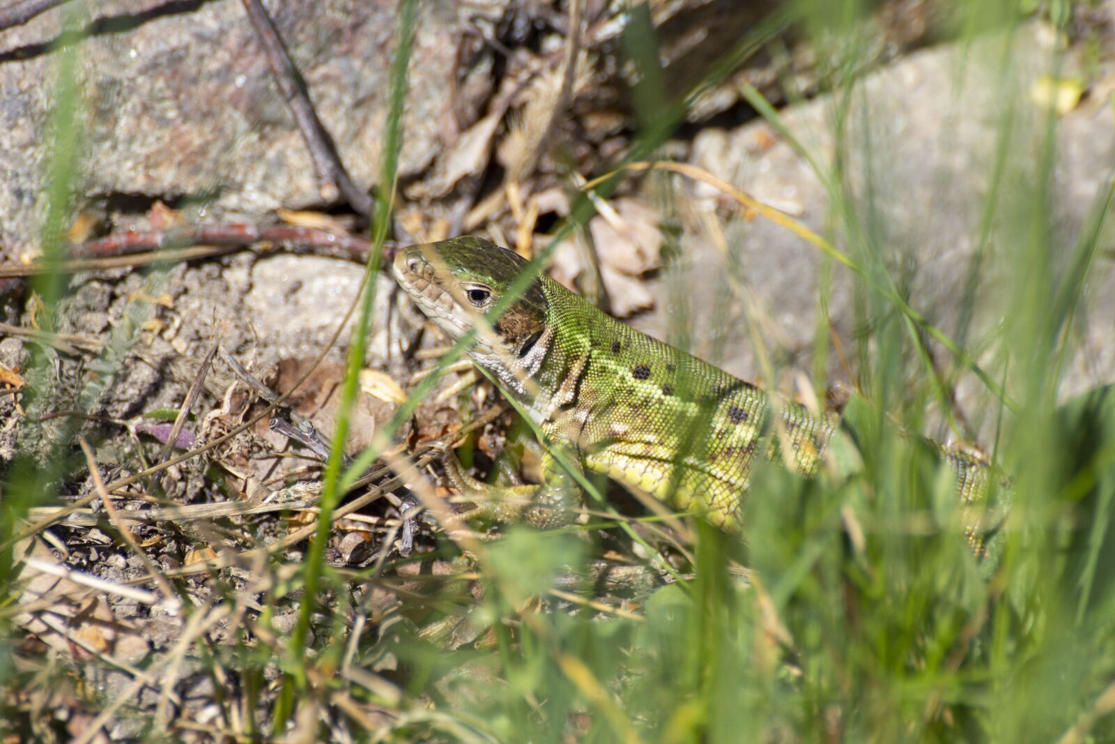 Canon EOS 600D (Rebel EOS T3i / EOS Kiss X5) sample photo. The lizard, reptile, nature photography