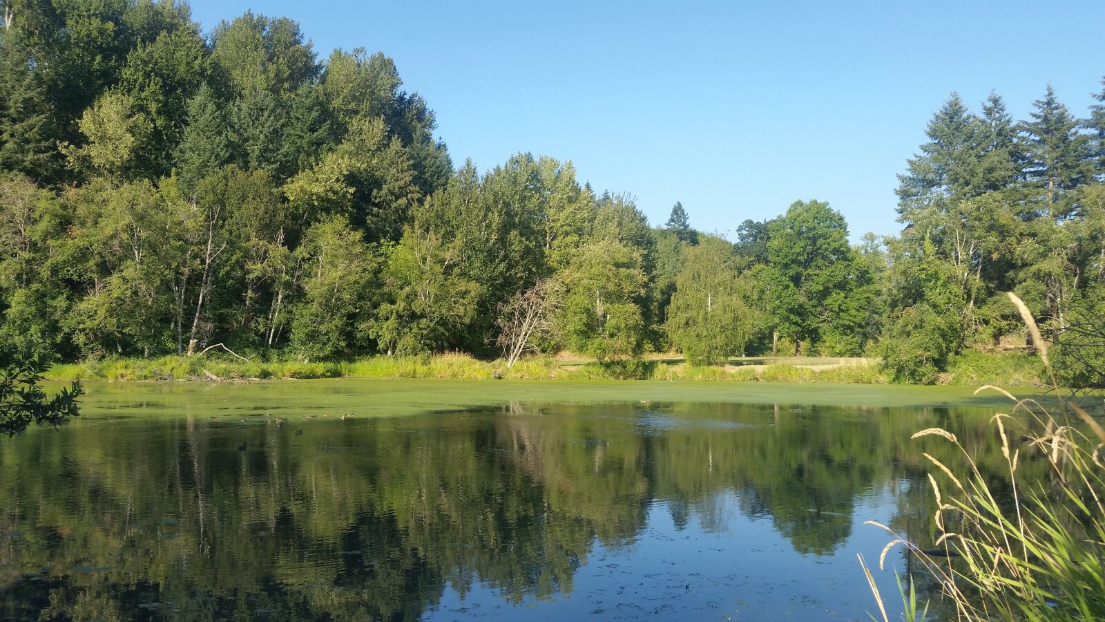 Samsung Galaxy S5 sample photo. Water, reflection, trees photography