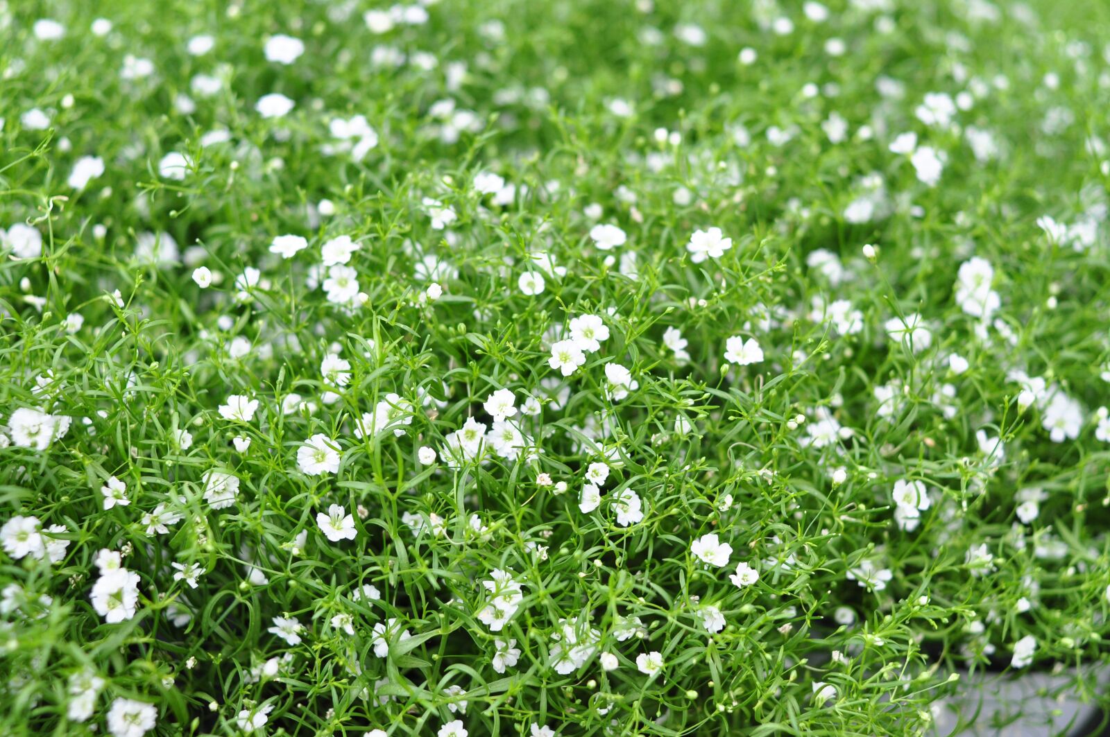 Nikon D90 sample photo. Flowers, spring, nature photography